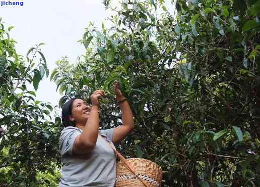 普洱茶怎么摘听的茶叶呢？女生如何采摘普洱茶？