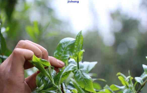 普洱茶怎么摘听的茶叶