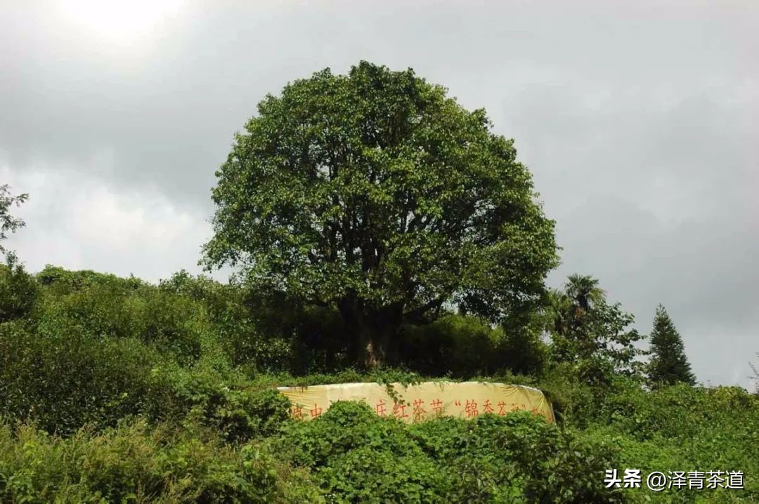 古代有没有普洱茶：探究古代普洱茶的起源与流传