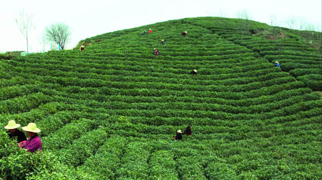 乌金普洱茶的分类与特点：属于大叶种晒青茶的精品茶叶