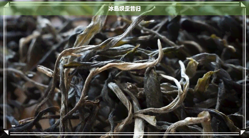 新 冰岛普洱茶干茶： 纯正口感与独特甜香的完美融合