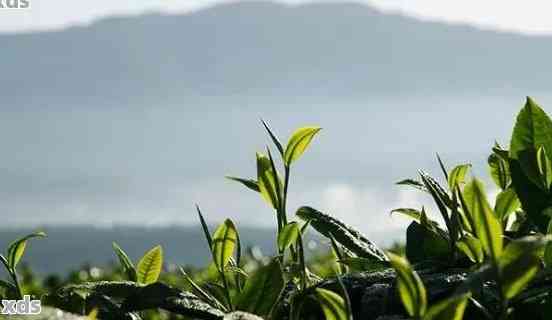 广东普洱茶产地特点与排行：寻找优质茶叶交易平台