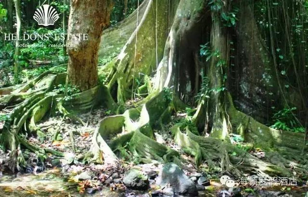 西双版纳翡翠之旅：探索热带雨林中的珍贵宝石与文化体验