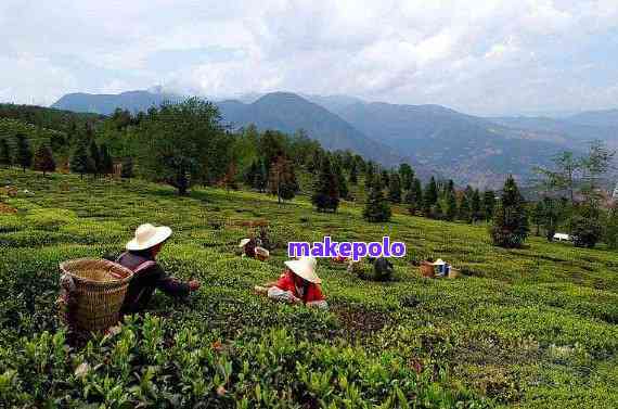 龙润普洱茶的产地、及生产厂家全方位解析