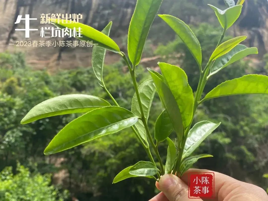 普洱茶新茶与老茶：哪一种更甜？哪个更好喝？