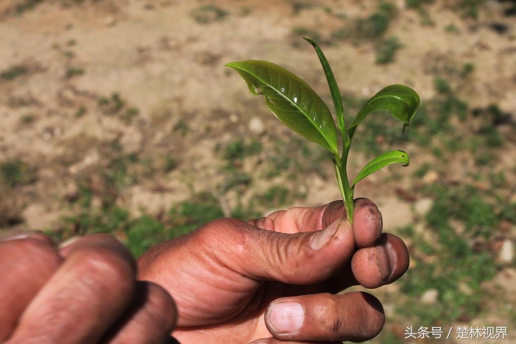 云南生态茶的六大类别：品种特性、采摘时间与制作工艺解析