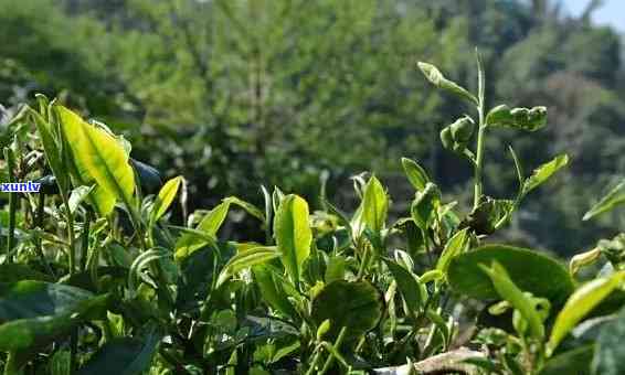 普洱茶古树与老树之间的区别：探索这两种珍贵茶叶的独特性