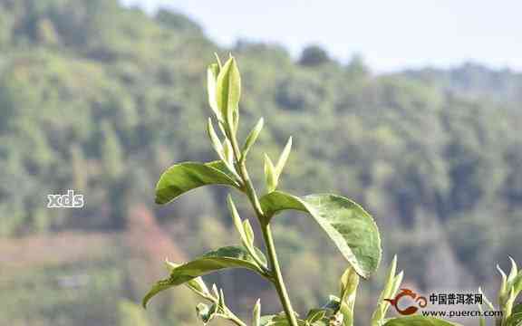 无量山普洱茶的口感特点，好喝吗？