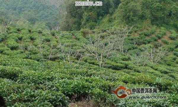 普洱茶最老的台地茶是哪种？请解释台地茶的含义。