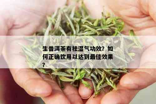 普洱生茶的去湿功效：科学研究与实际体验