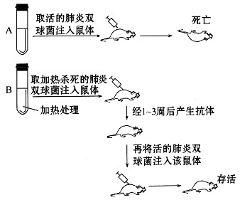 普洱茶：润肠效果及其科学原理解析