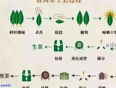 普洱茶科学解析：从产地、种类到冲泡技巧的全方位指南