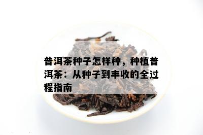 普洱茶里面有茶籽：好还是坏？普洱茶中真的有茶籽吗？普洱茶有粒状物吗？