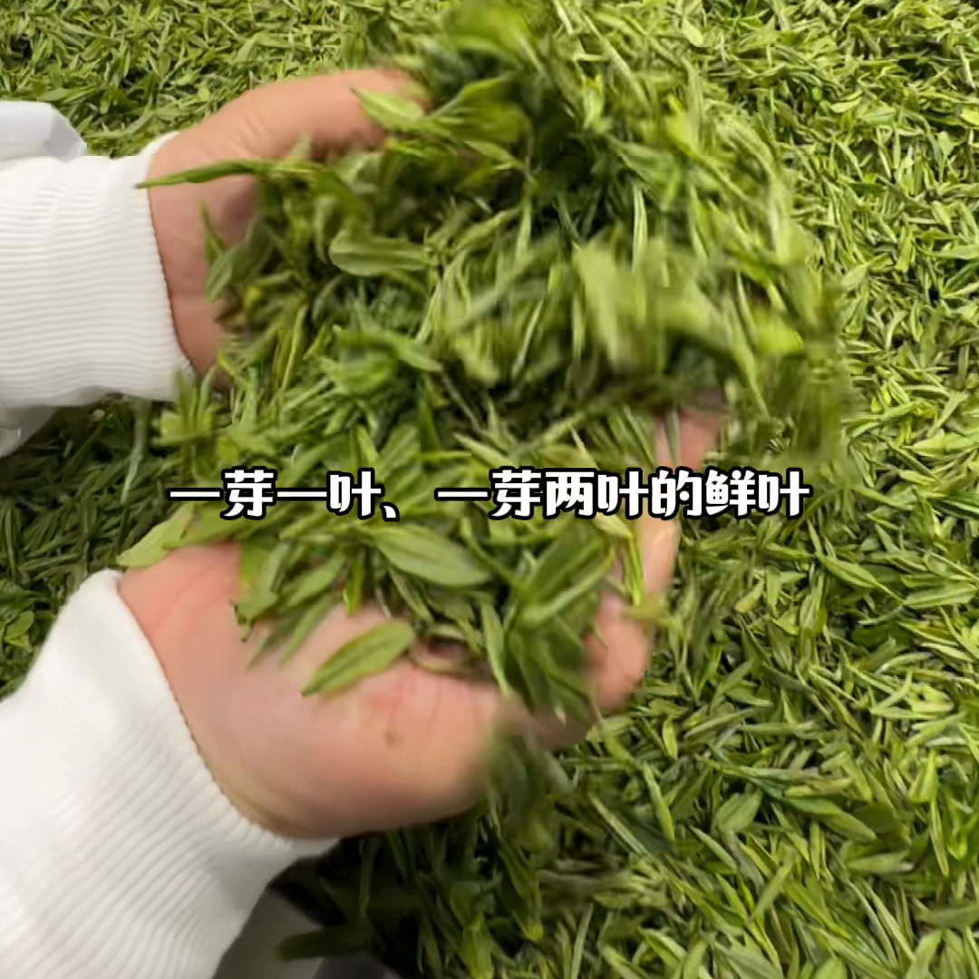 普洱茶干茶的水分含量及其影响因素：揭示高品质干茶的秘密