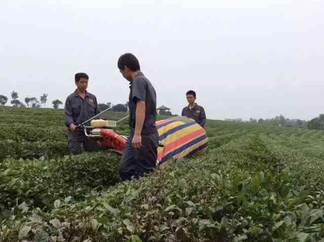 普洱茶煮茶颜色深的原因及解决方法：深入剖析影响因素和操作技巧