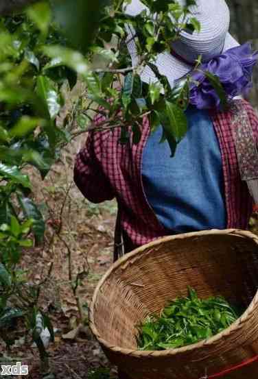 探究普洱茶独特的工艺程序：从采摘到制作的全过程