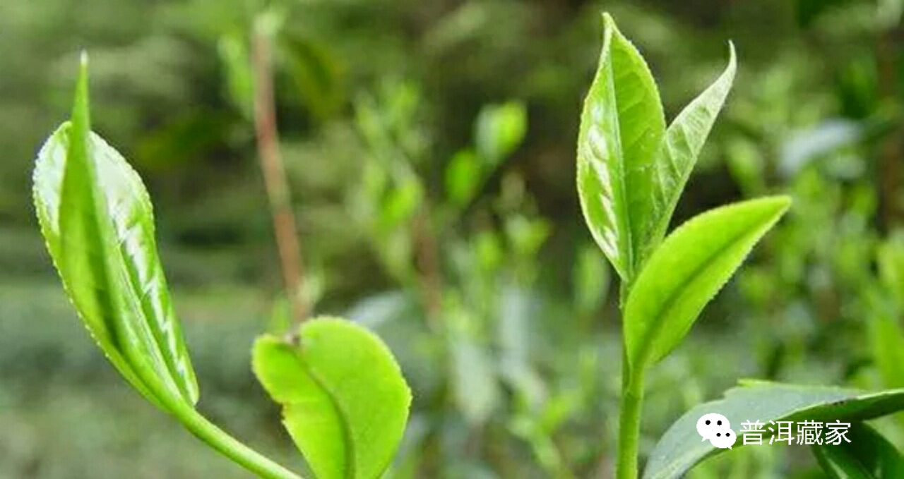 普洱茶的芽头成分及其对茶叶品质的影响：一篇详尽分析