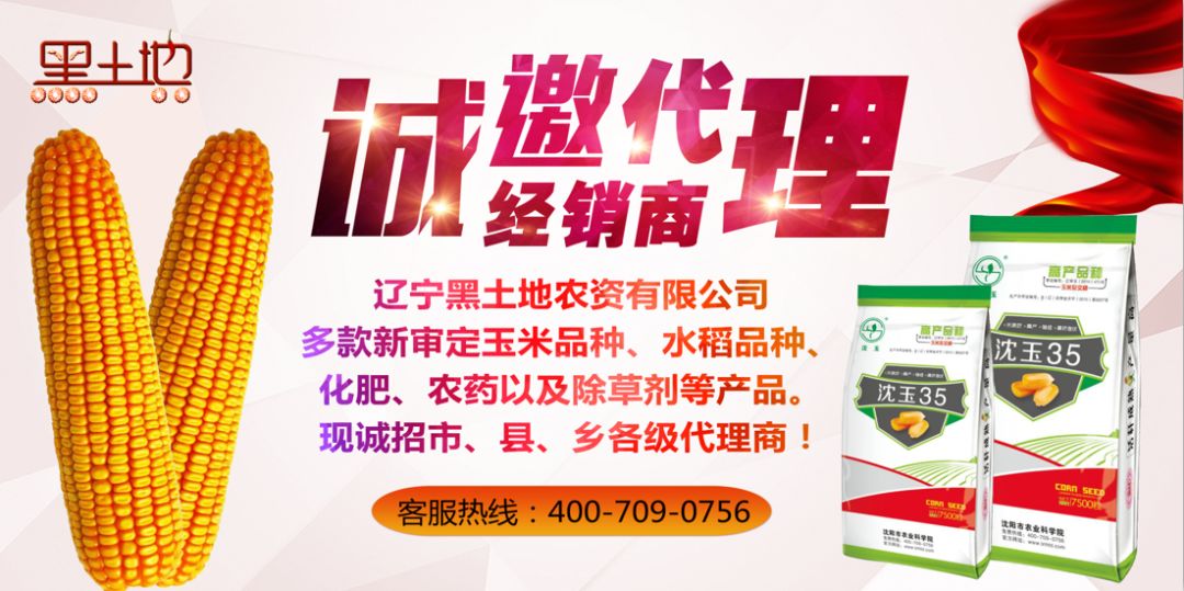 丹东地区主要的玉米品种有哪些？请列举几种供选择的优质品种。