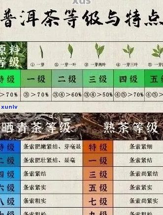 从原料到品鉴：全面指南如何品味普洱茶的各个方面