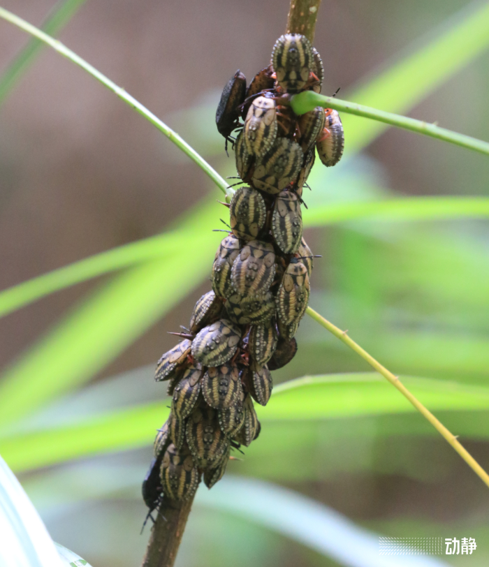 陈皮普洱茶空腹喝对女生好吗？适合多少量？