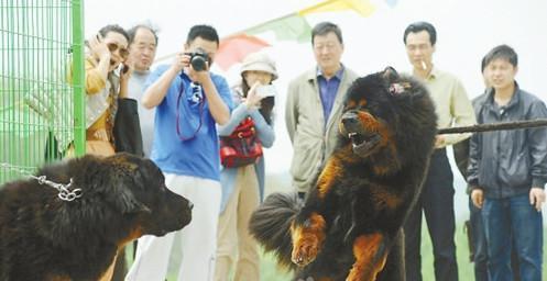      哪里可以购买正宗普洱茶？探寻当地的茶文化与购物地点