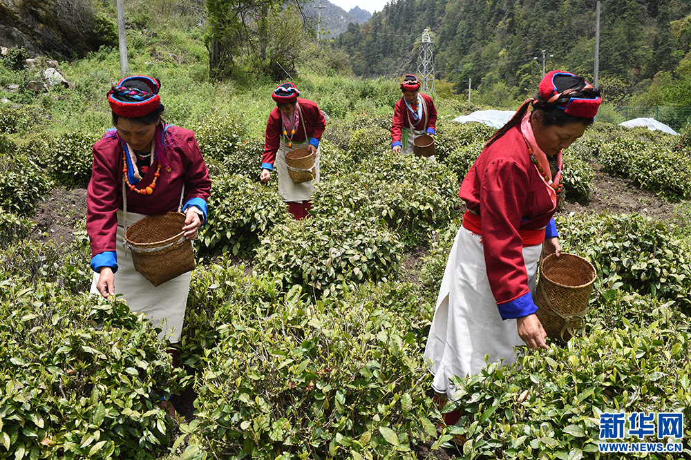      哪里可以购买正宗普洱茶？探寻当地的茶文化与购物地点