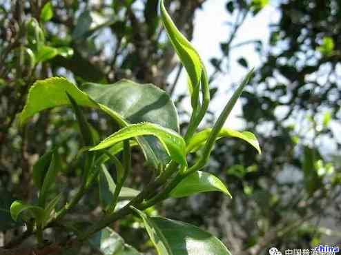 大叶种普洱茶500年树龄