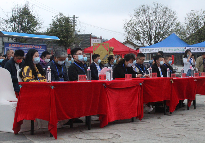 西双版纳勐海雷达山古树春茶口感特点与产地介绍