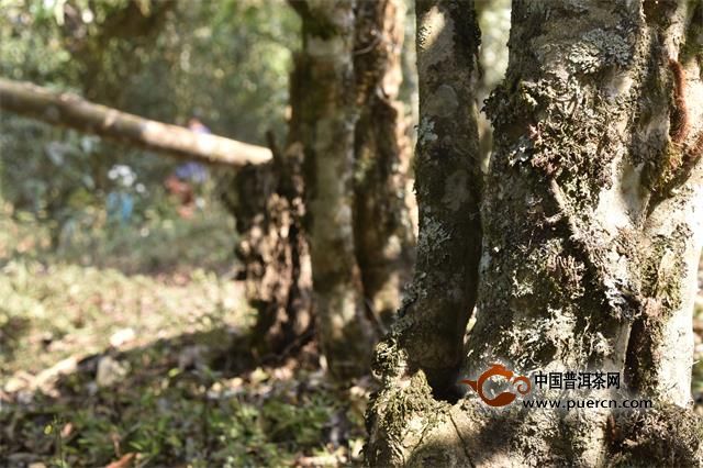 西双版纳勐海雷达山古树春茶口感特点与产地介绍