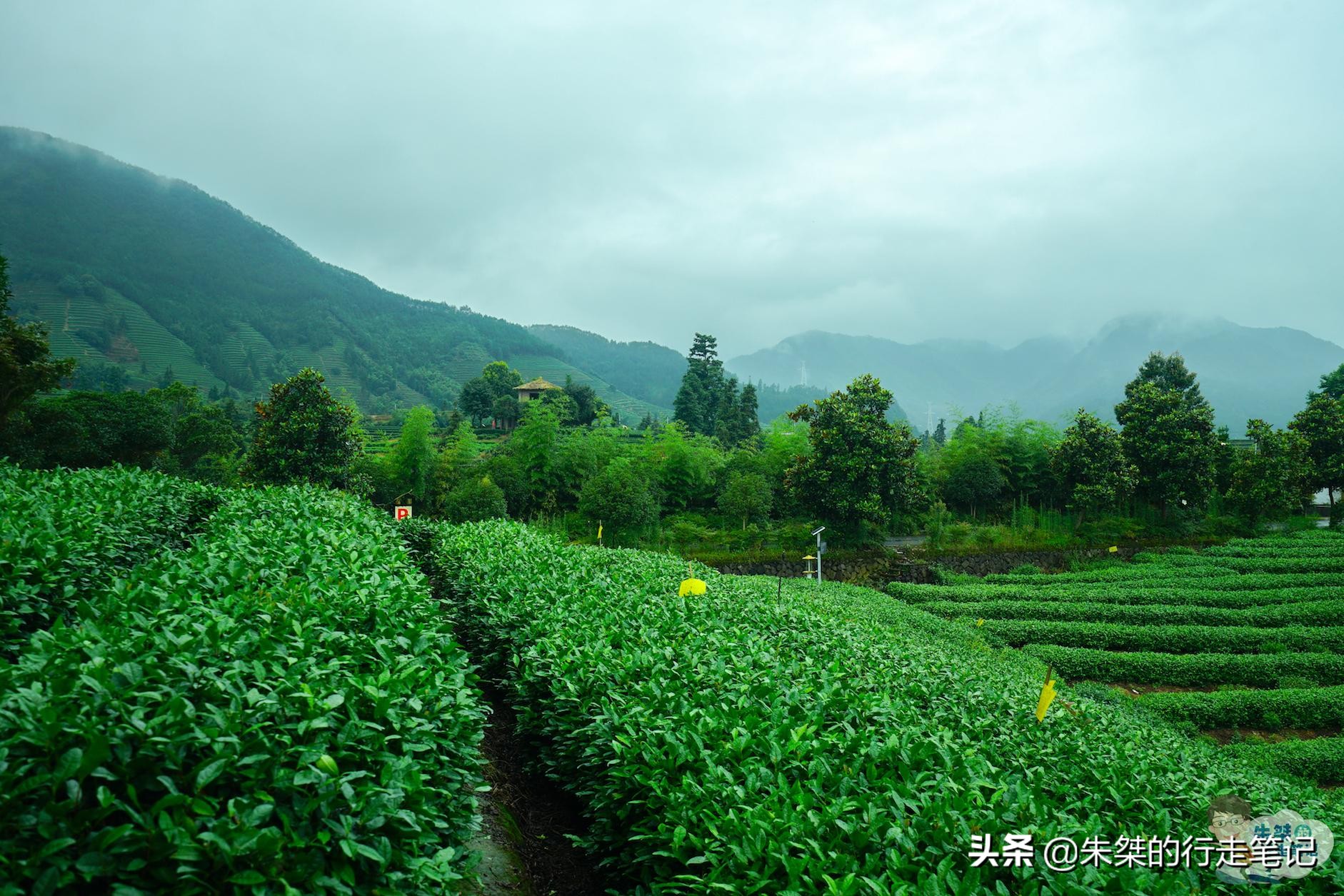 '丽水茶叶市场地址，好，哪里，更大'