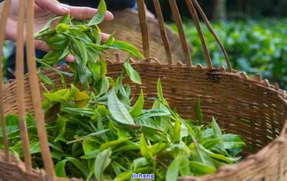 昆明普洱茶叶：探寻云南茶乡的优质茶叶宝藏