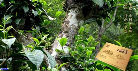 昆明普洱茶叶：探寻云南茶乡的优质茶叶宝藏