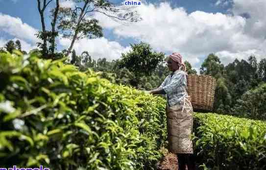 昆明普洱茶叶：探寻云南茶乡的优质茶叶宝藏