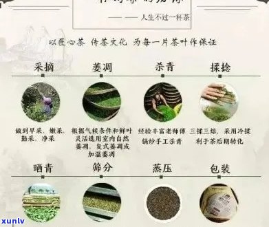 普洱茶与云南其他茶叶品种的区别：哪种茶叶是经过普洱茶种植的？