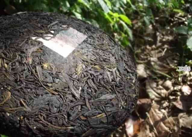 普洱茶与云南其他茶叶品种的区别：哪种茶叶是经过普洱茶种植的？