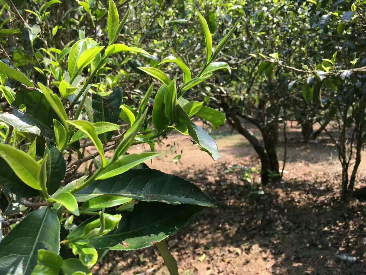 普洱茶什么时候出新茶，新茶叶上市时间及制作开始时间