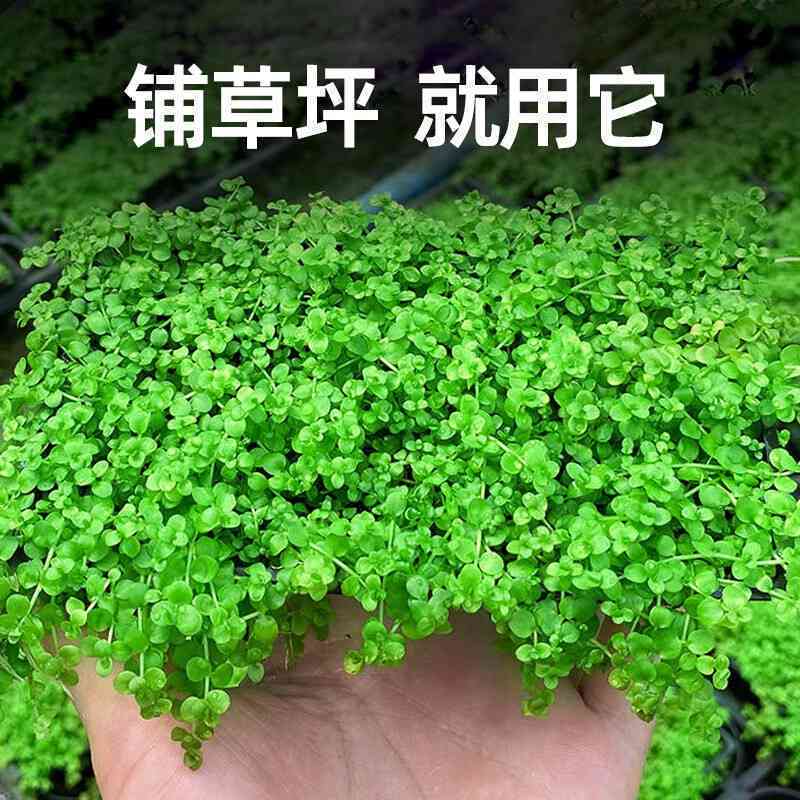 岫玉水草料：绿宝石般的健康补品与美容圣品