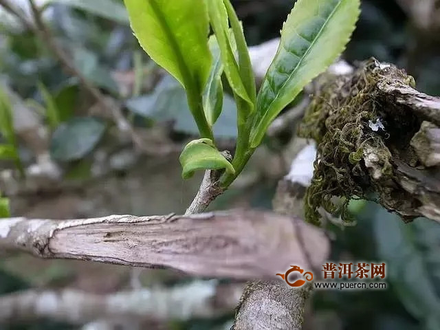 普洱茶梗为什么便宜了很多