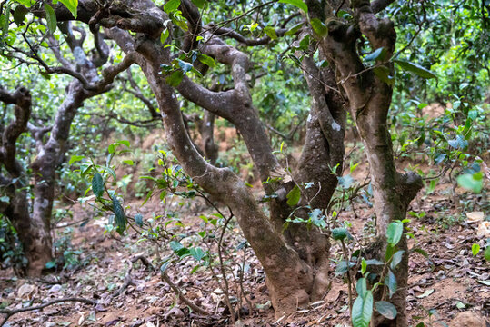 云南高山普洱茶叶：古树纯料，天然醇香，零添加，现磨泡