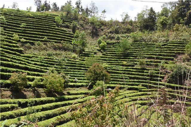 张家     地普洱茶价格查询