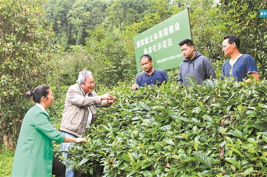 普洱茶的采摘节及其与口感的关系探讨