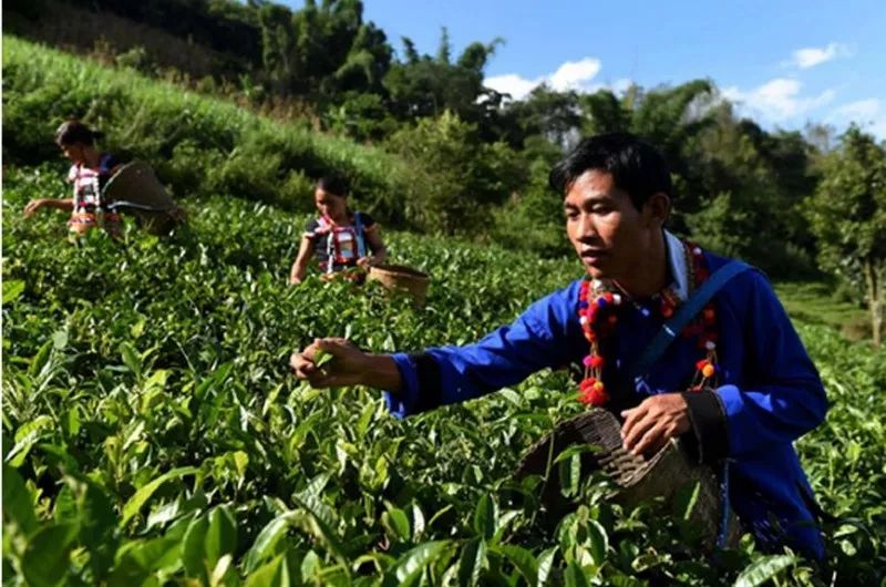 普洱茶的采摘节及其与口感的关系探讨