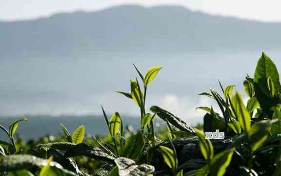 普洱茶的故乡：探寻云南茶叶的源起与传承