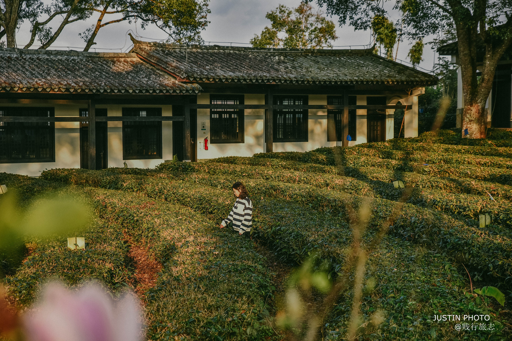 中国普洱茶产地在哪里？