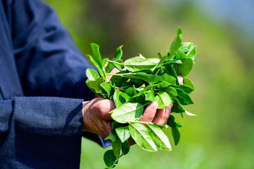 普洱茶与龙井茶的区别及制作方法，如何将普洱茶加工成龙井茶？