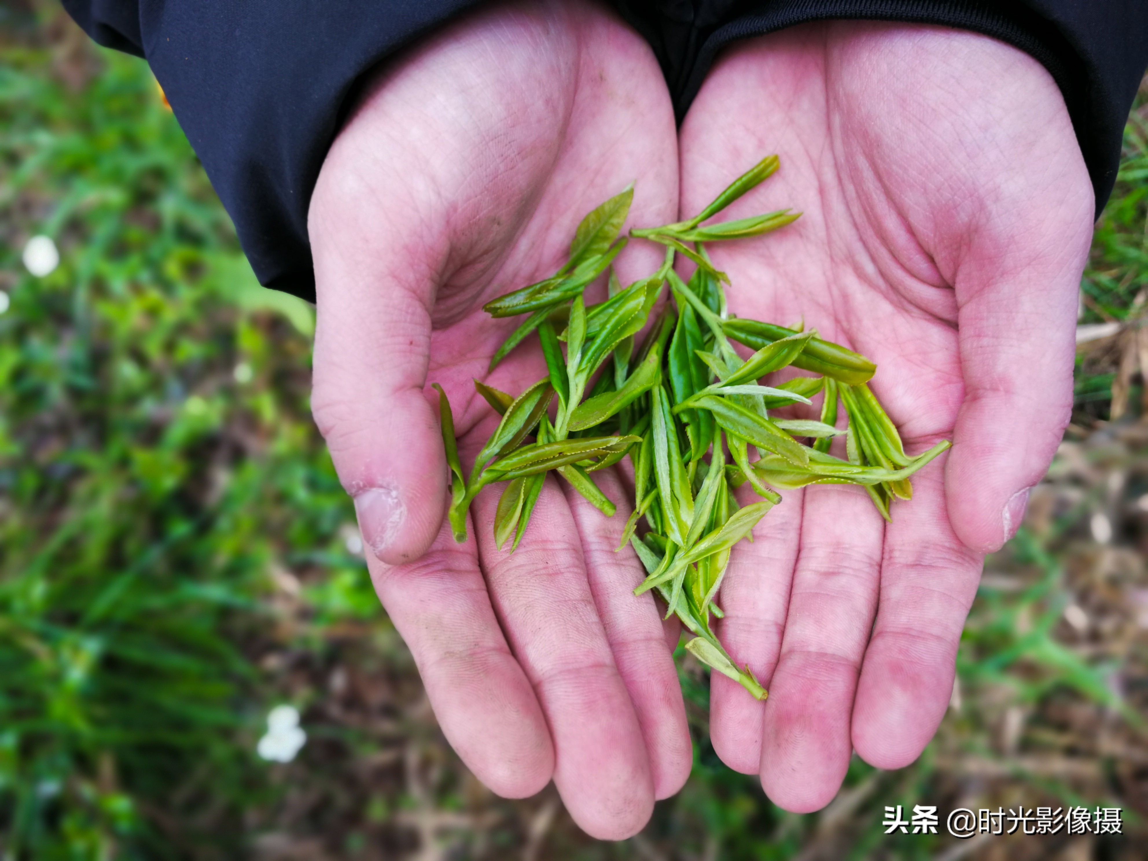 普洱茶龙井茶对比：哪个贵？产地在哪？哪款好喝？兴起时间是？