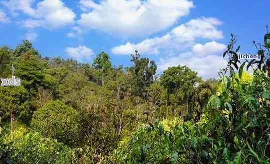 新探寻普洱茶最浪漫的山头：思山与六大茶山的区别与韵味