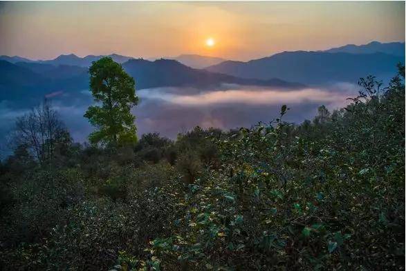 新探寻普洱茶最浪漫的山头：思山与六大茶山的区别与韵味