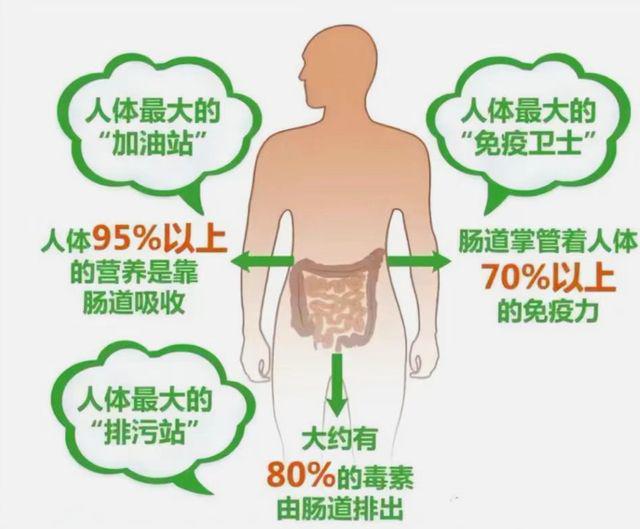 普洱茶对肠道健的影响：拉屎次数多是否正常？如何正确饮用以促进消化？