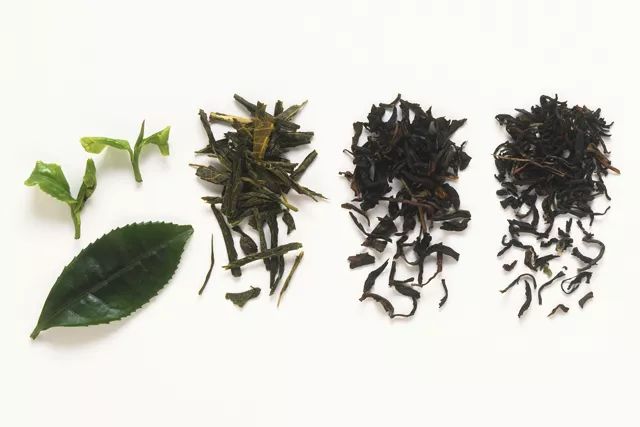 与乌金茶相媲美的普洱茶：一种独特的茶叶品种探索